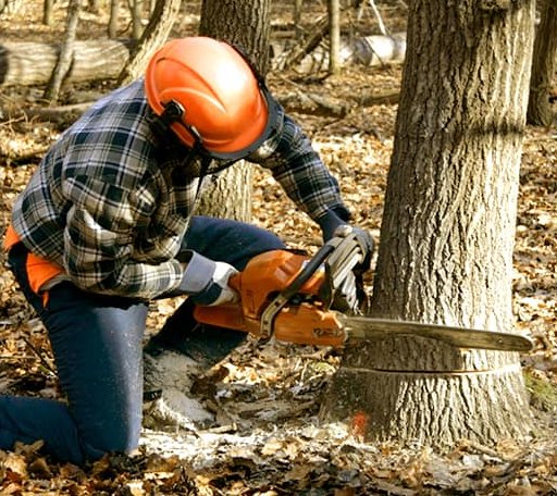 Tree Removal in Sussex, VA